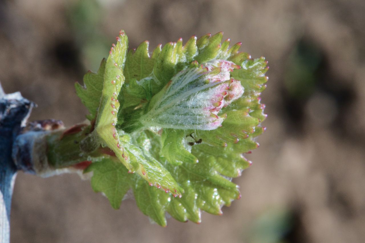 Vignoble Macro 4-Feuilles sorties 0069